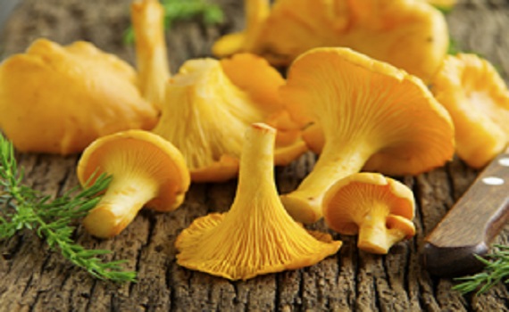  comparative species chanterelle mushroom
